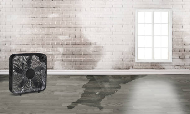 Best Mold removal after water damage  in Jefferson, LA